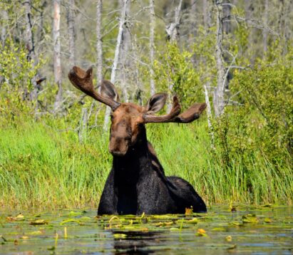 Moose In Water